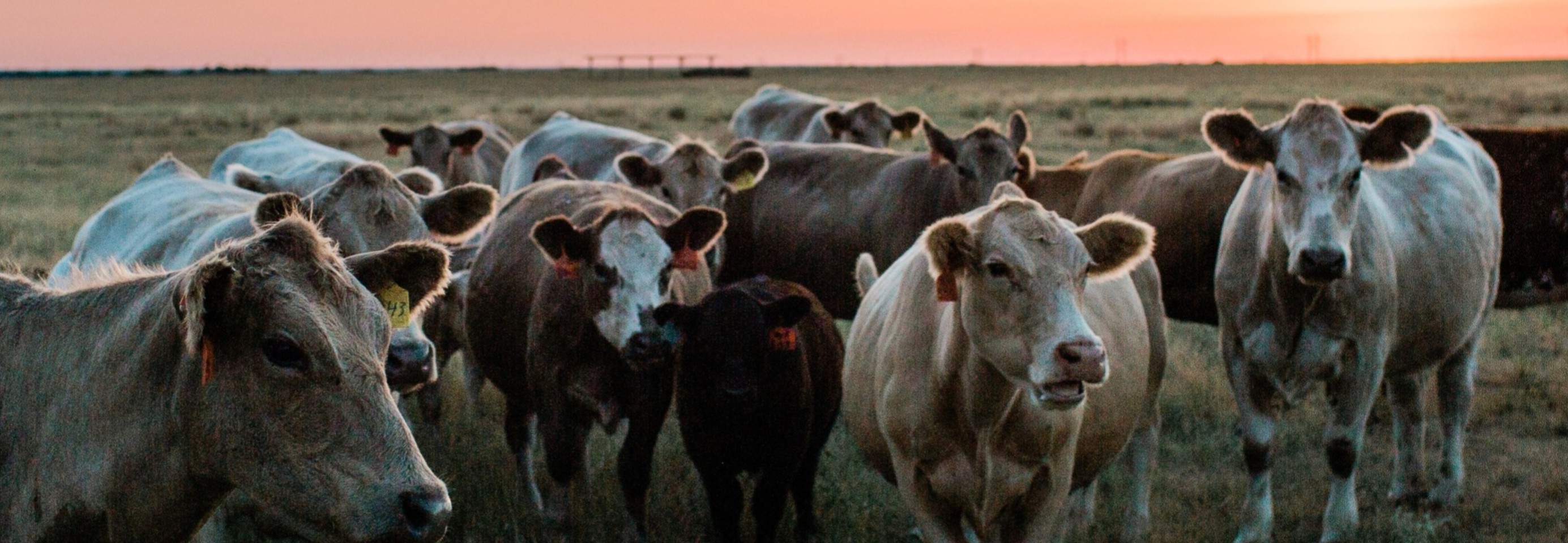 Collins Cattle