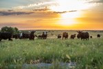 Cattle grazing at sunrise