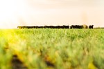 cattle on wheat pasture