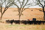 Robinson Family w Cows 