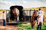 Robinson Family Horse Trailer 