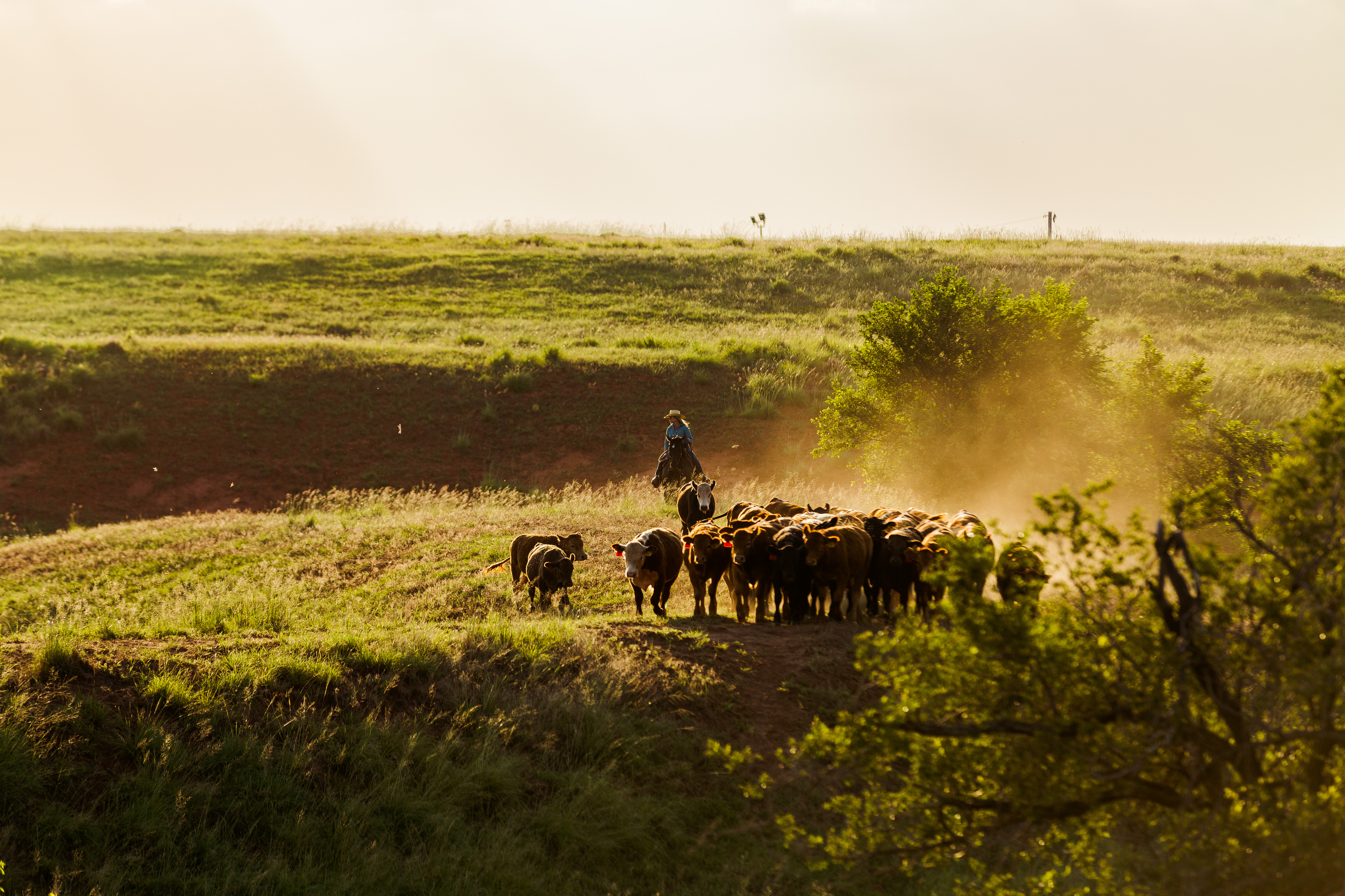 White Creek Ranch Neesa Moving Cattle