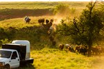 White Creek Ranch Moving Cattle